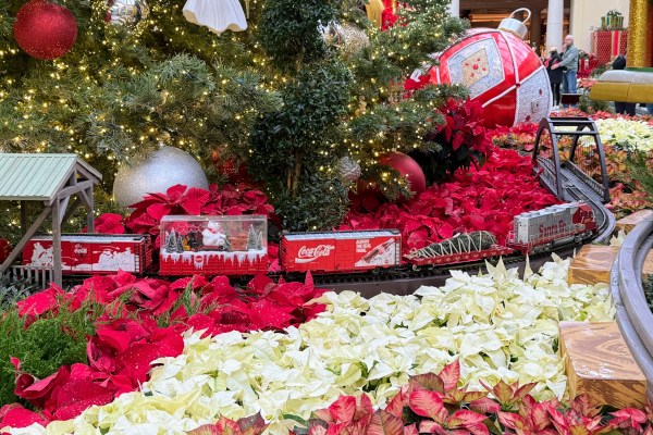 ペパーミントエクスプレス