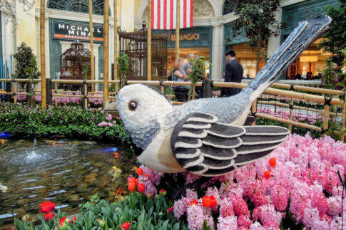 ベラージオ植物園2016年春の展示